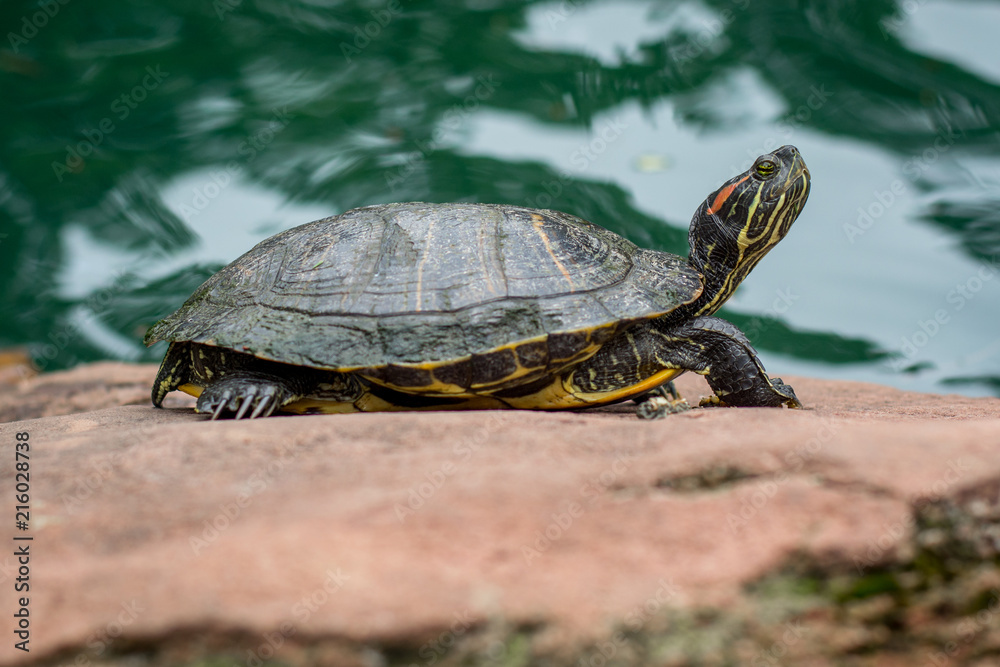 Red eared slider turtle Red eared slider turtle