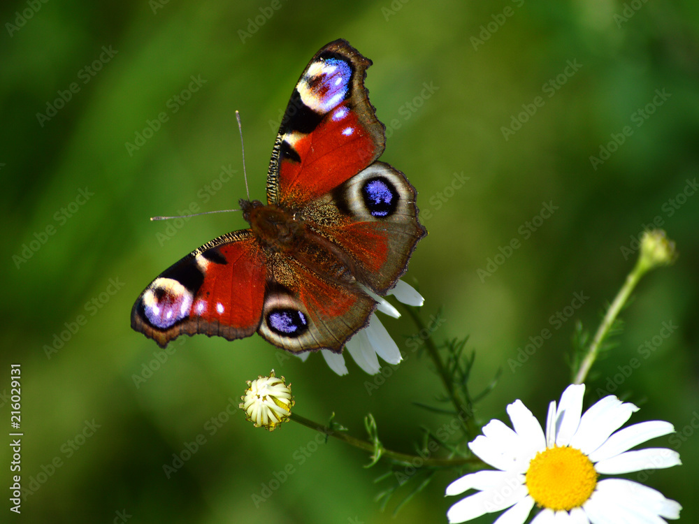 the butterfly of peacock eye the butterfly of peacock eye