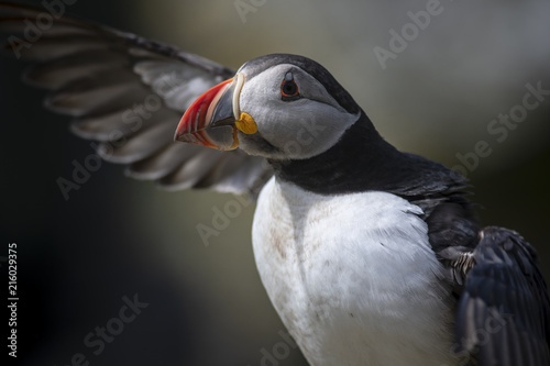 Atlantic Puffin (Fratercula arctica) with wings outstretched © Karen Miller