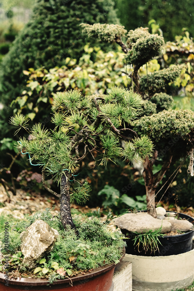 Fototapeta premium beautiful little trees bonsai variety on the yard, market and garden