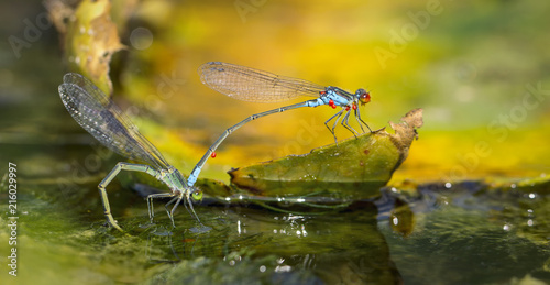 Dragonflies in tandem when laying eggs in the pond. photo