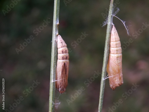 caterpillar like a larva
 photo