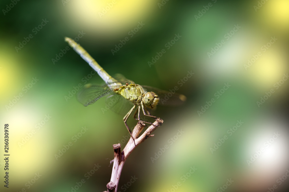 Dragonfly close-up. A close-up photo of a dragonfly sitting on a sheet. Dragonfly close-up. A close-up photo of a dragonfly sitting on a sheet.