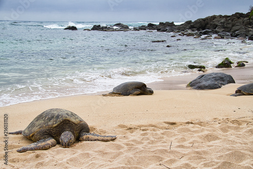 Sea Turtle Resting on the Beach