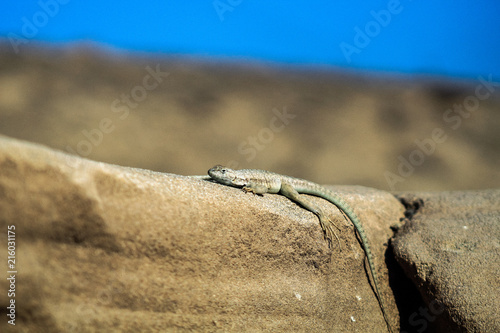 Konstfotografi Lagartija