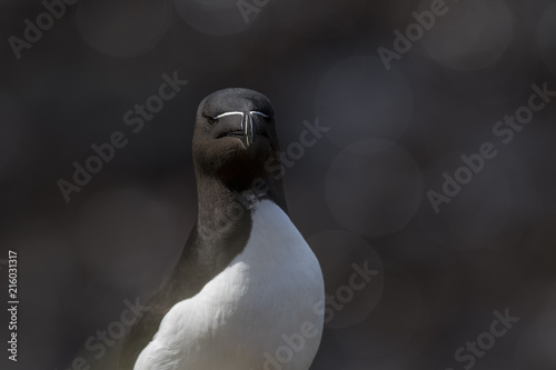 фотографія Razorbill (Alca torda) facing forwards