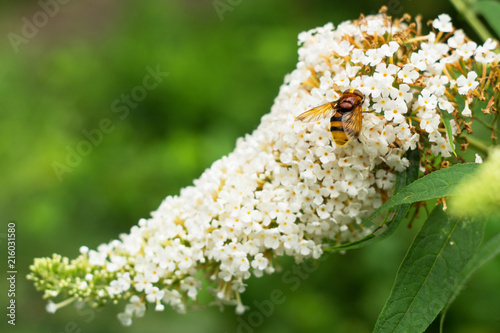 Orange insect on blossoming buddleia