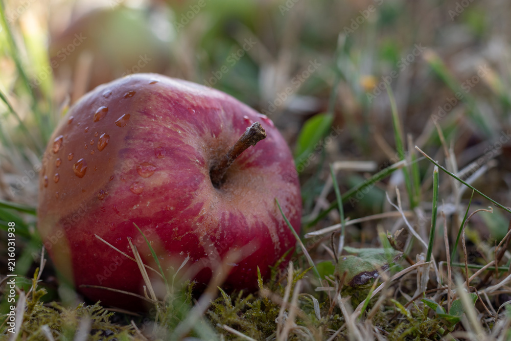 Close up of red windfall aplle lying in short cutted grass in autumn Close up of red windfall aplle lying in short cutted grass in autumn