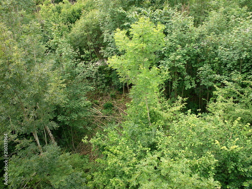 Blick vom Baumkronenweg in den grünen Wald im Sommer im Walderlebniszentrum Ziegelwies in Füssen am Lech im Ostallgäu im schönen Freistaat Bayern photo