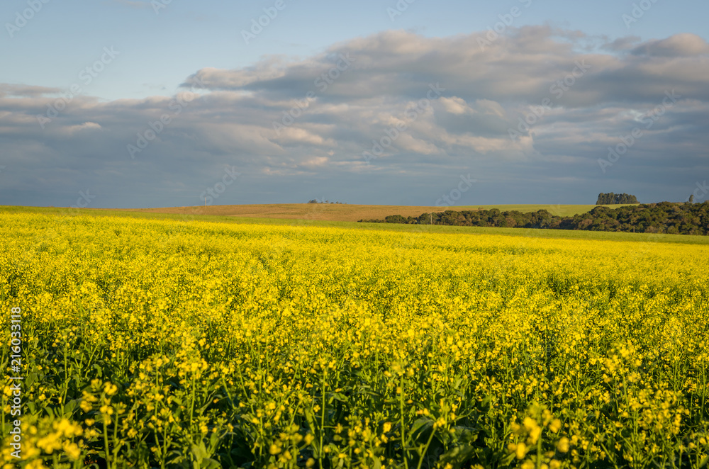 Beautiful canola plantation, yellow flower field in Brazil