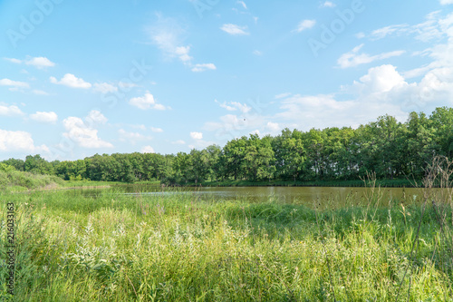 View of a small forest lake