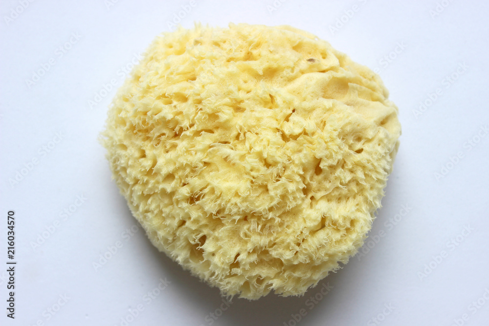 Natural yellow marine sponge isolated on white background
