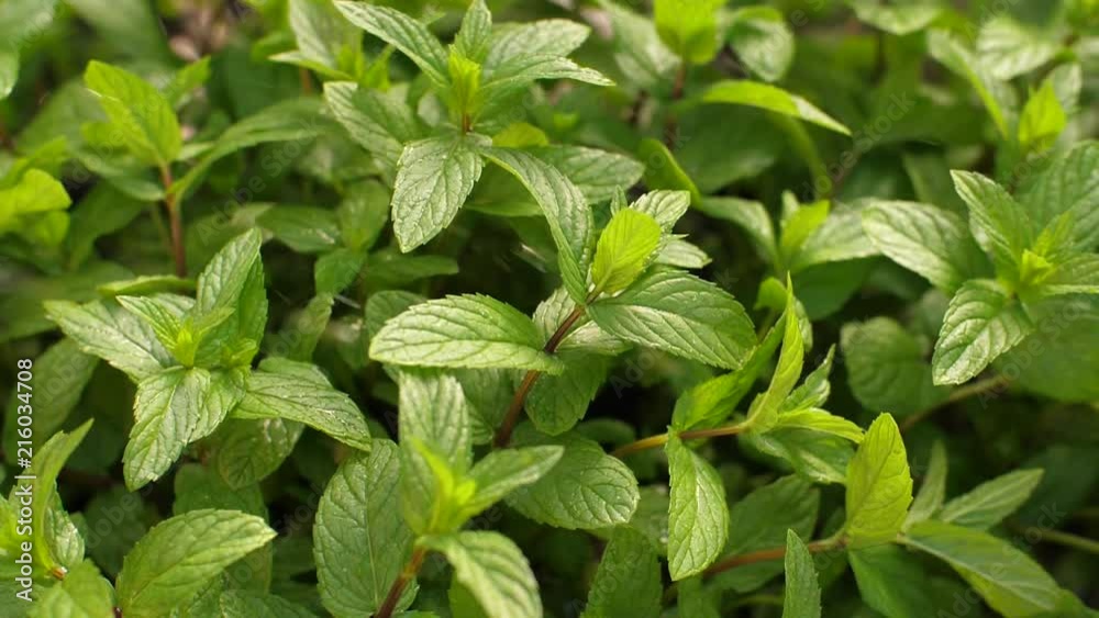 Water drops falling on mint Water drops falling on mint