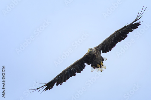 White-tailed sea eagle (Haliaeetus albicilla) in flight