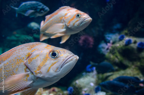 Closeup of two rock cod in aquarium tank.