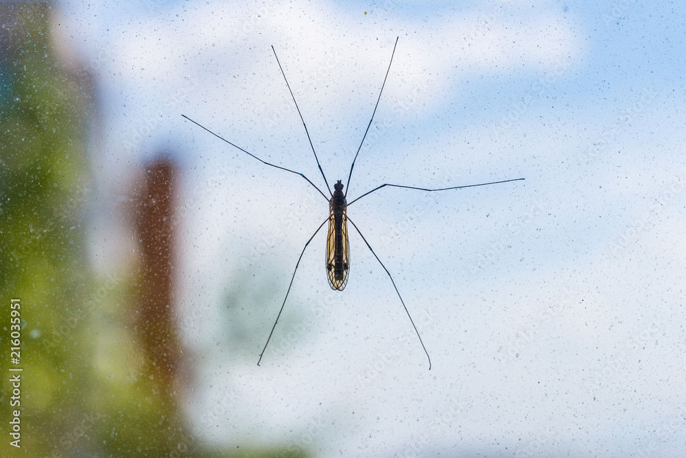 Mosquito Crane Fly on window screen close-up Mosquito Crane Fly on window screen close-up