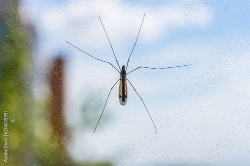 Mosquito Crane Fly on window screen close-up