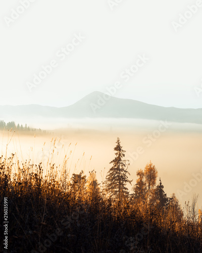 Amazing scene on autumn mountains. Yellow and orange trees in fantastic morning sunlight. Carpathians, Europe. Landscape photography