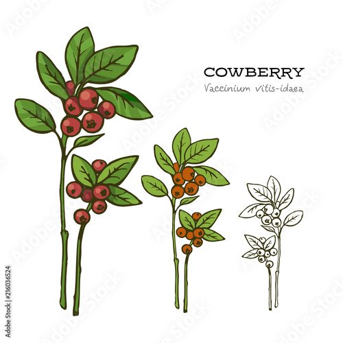 Set of hand drawn red lingonberry, vector