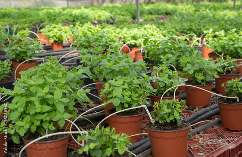 Mint growing in pots in greenhouse