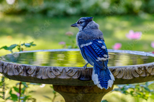 Blue Jay perched on rim of birdbath with colorful background