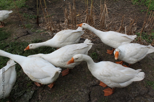 White geese, close-up of the household grazing on the lawn. photo