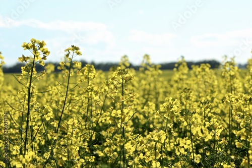 Yellow canola field ready for harvest