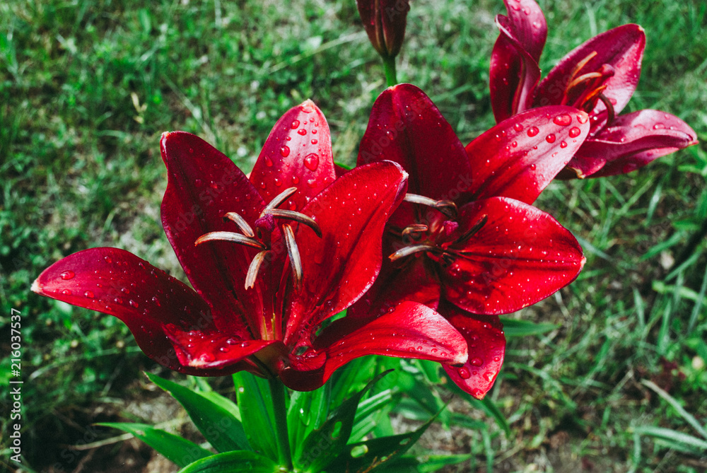 Lily flower with drop rains. Commonly known as Oriental Stargazer Lily Lily flower with drop rains. Commonly known as Oriental Stargazer Lily