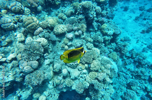 Coral reefs under water, cute yellow fish among the coral reefs