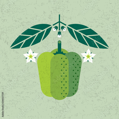 Bell pepper illustration. Green bell pepper with leaves and flowers on shabby background. Symmetrical flat composition. Shabby style.