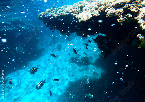 Huge amount of fish, red sea, coral reefs