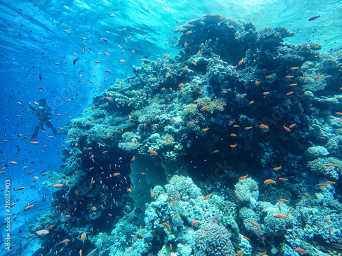 Fototapeta Naklejka Na Ścianę i Meble -  Huge amount of fish, red sea, coral reefs, diving