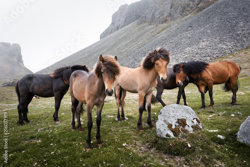 Fototapeta Naklejka Na Ścianę i Meble -  Icelandic horses on mountains background. Landscape and animal photography