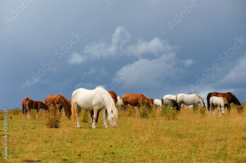 Horses grazing with a moody sky