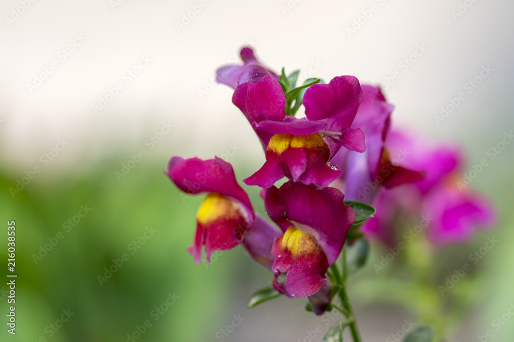 Antirrhinum majus, common snapdragon in bloom Antirrhinum majus, common snapdragon in bloom