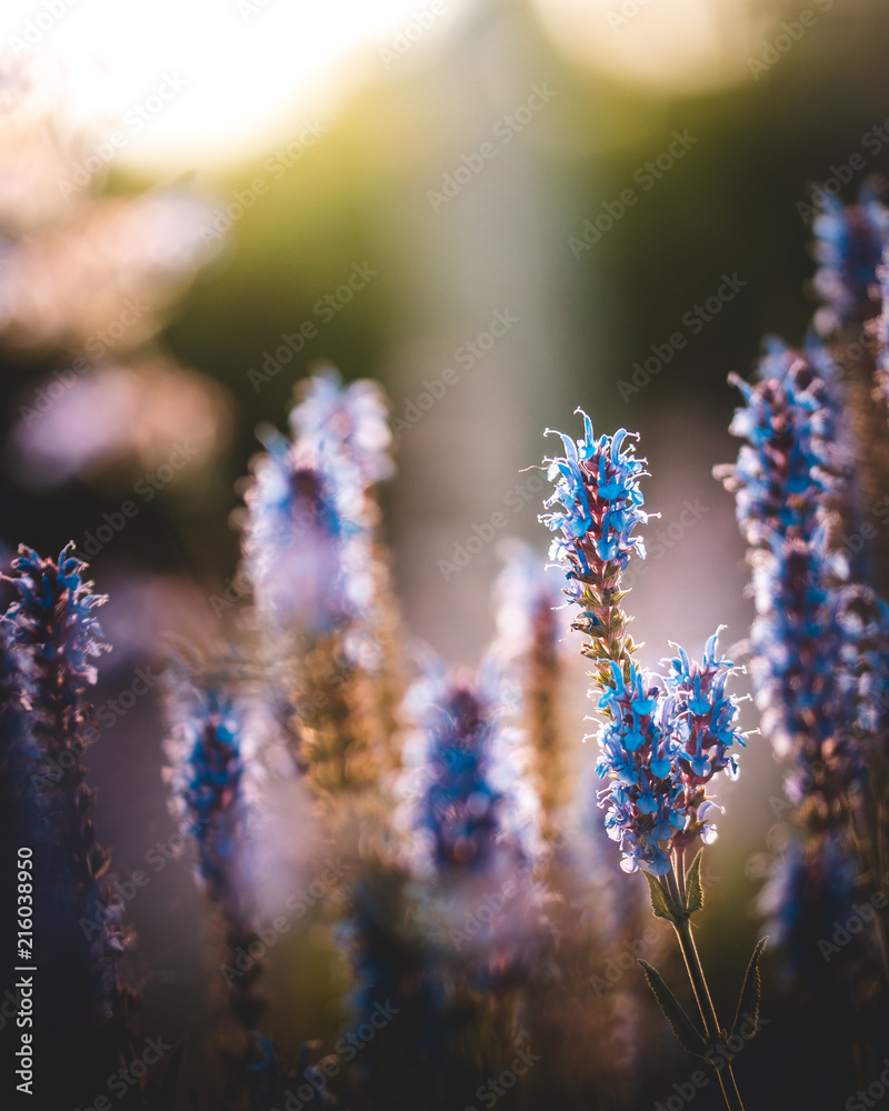 Obraz premium Lavendel