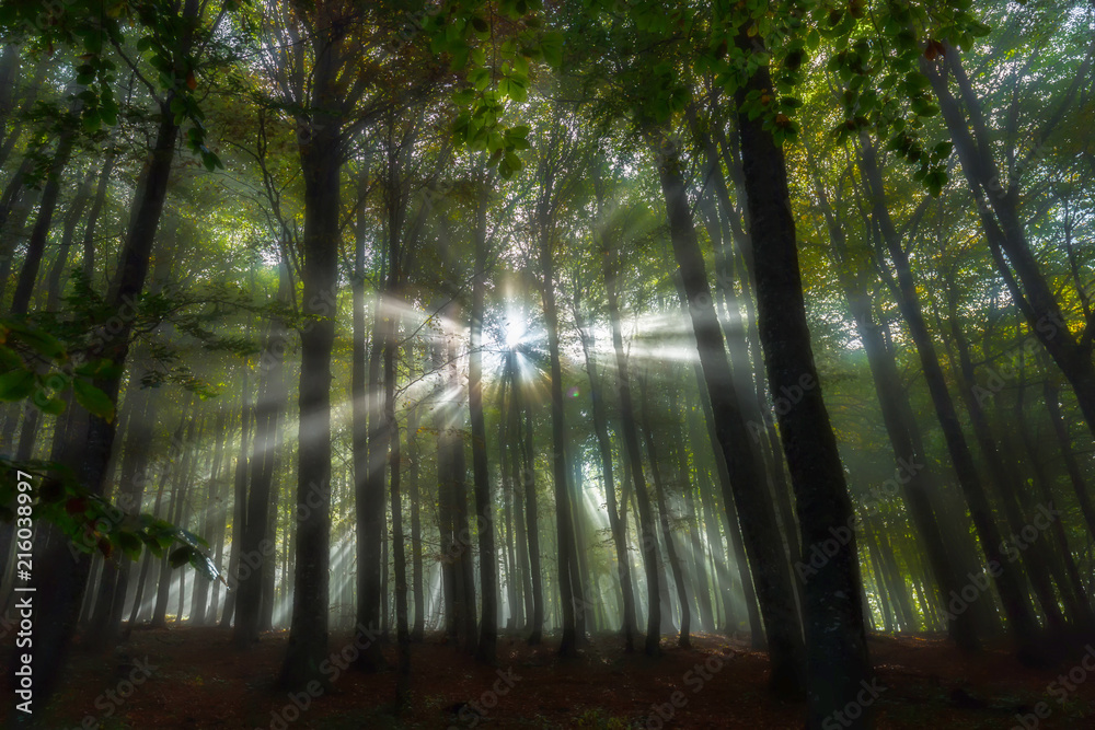Obraz premium first lights in the morning, Domanic,Kütahya,Turkey