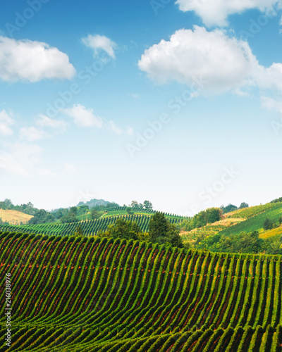 Fototapeta Naklejka Na Ścianę i Meble -  Amazing rural landscape with green vineyard on Italy hills. Vine making background