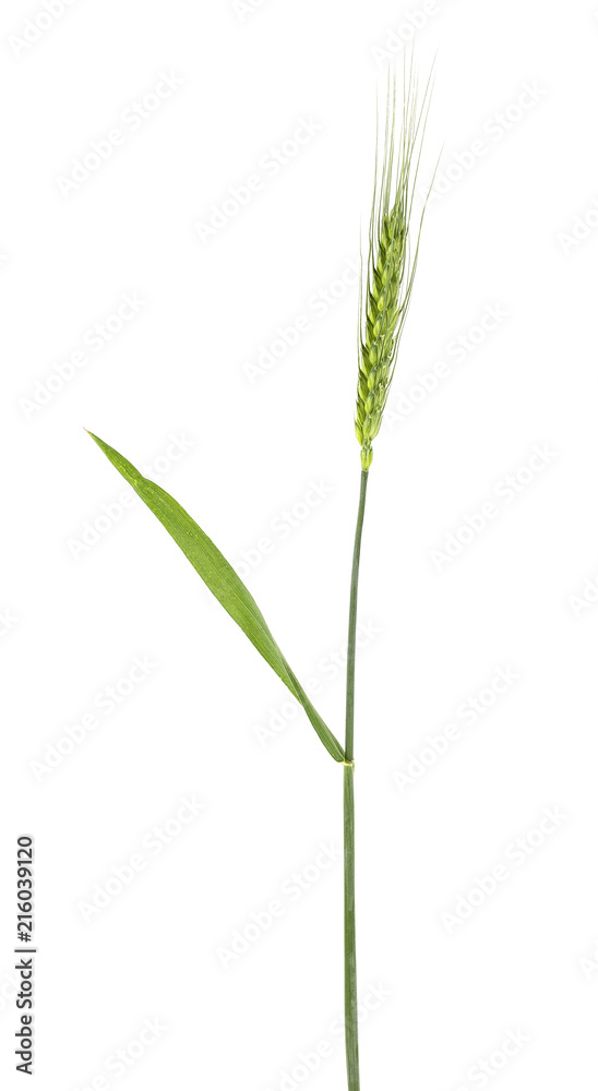 Green spikelet of barley on white background Green spikelet of barley on white background