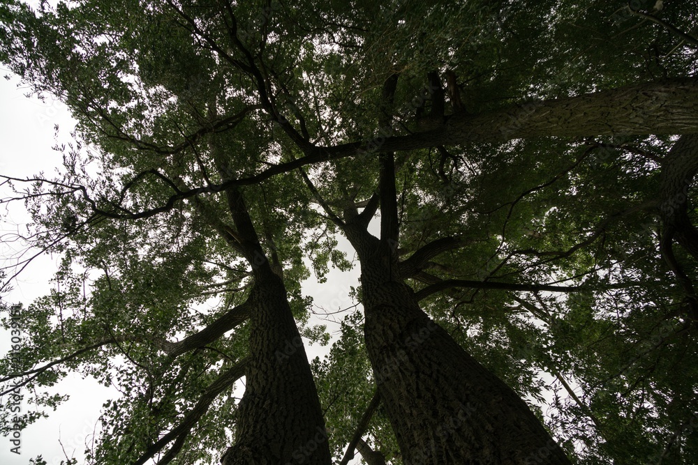 Fototapeta premium Trees in the park. Slovakia