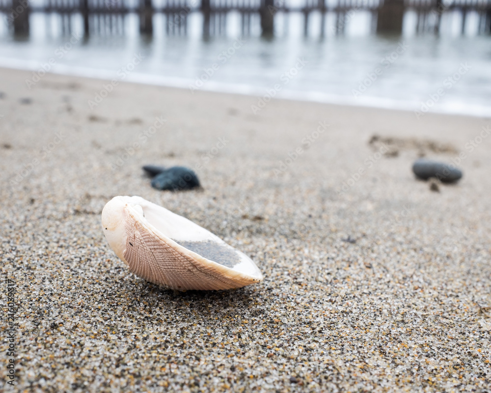 Clam shell on the beach with the water line and pier pilings out of focus in the background.