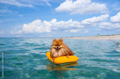 Pomeranian Spitz, Orange dog floats on the sea on a mattress, live in pleasure.