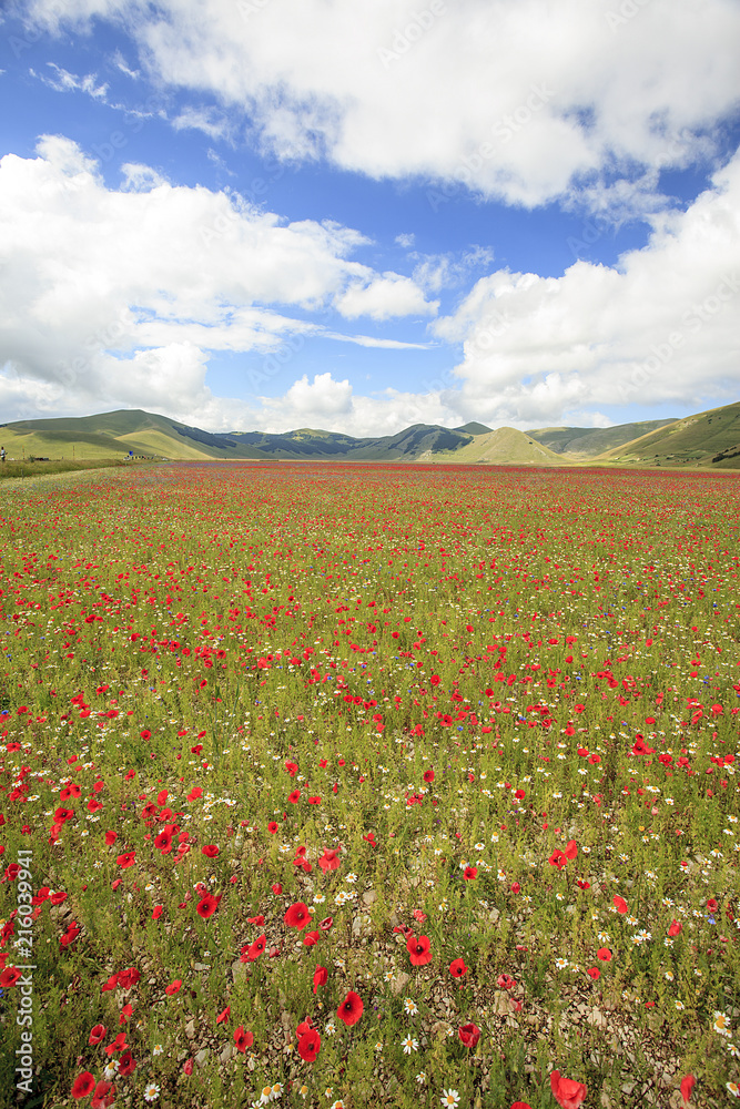 The wonderful lentil flowering in Castelluccio di Norcia. Thousands of colours, flowers and wheat. a beautiful landscape
