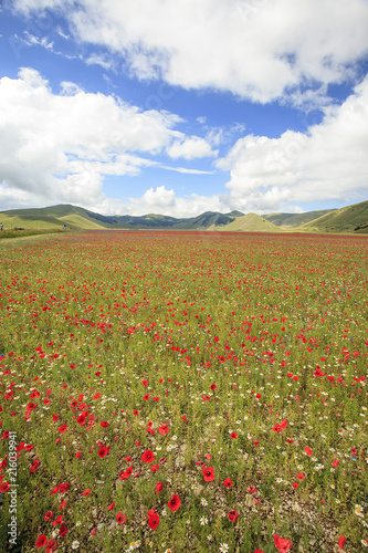 The wonderful lentil flowering in Castelluccio di Norcia. Thousands of colours, flowers and wheat. a beautiful landscape 