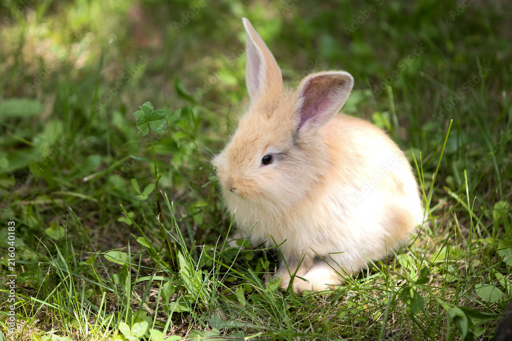 Domestic young rabbit
