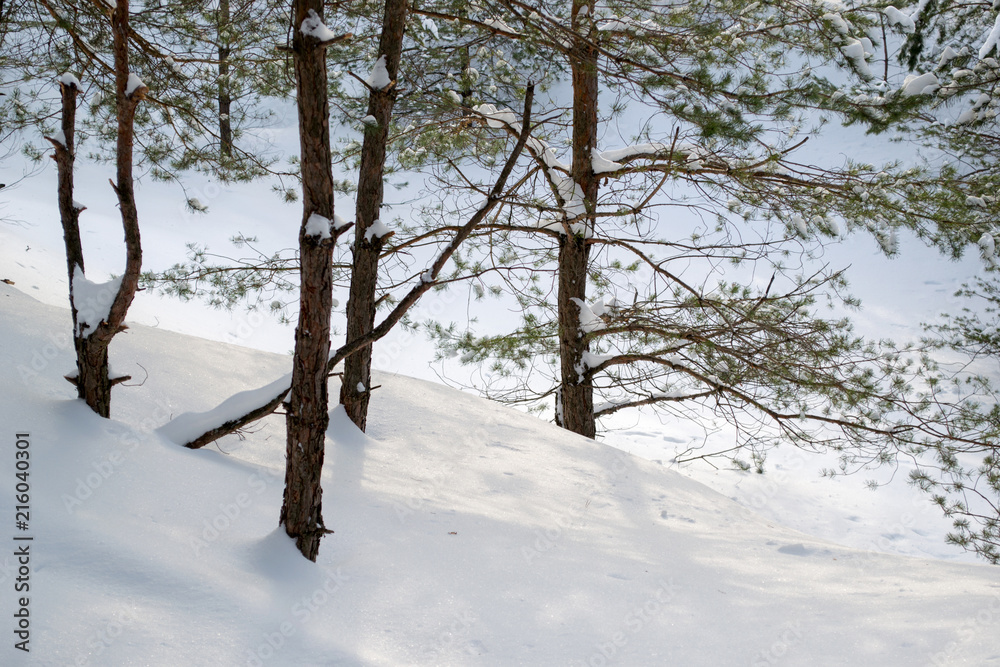 Brown pine branches with green needles in the snow. Trees in the winter in the open sky. Snow forest Brown pine branches with green needles in the snow. Trees in the winter in the open sky. Snow forest