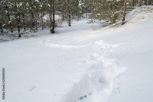 Trail in white, mild snow in the winter forest