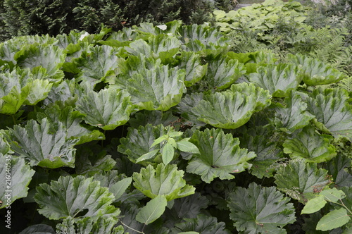 Gunnera with extremely large leaves looks like giant rhubarb