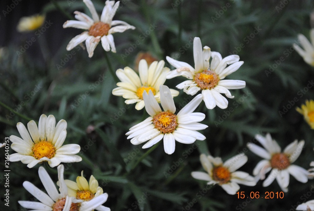 Flowers 2 Flowers 2