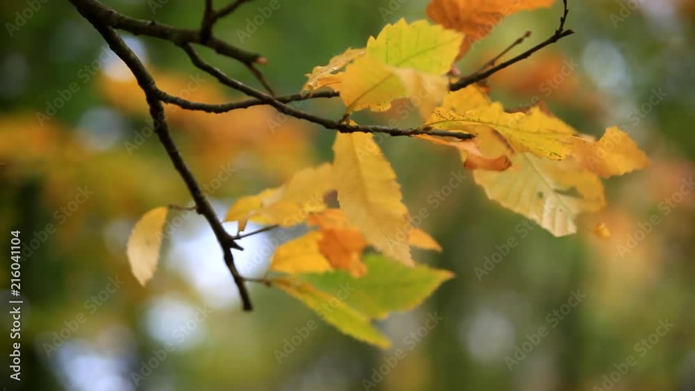 The glorious colours of Autumn on trees in woodland in the county of Worcestershire, England, United Kingdom. The glorious colours of Autumn on trees in woodland in the county of Worcestershire, England, United Kingdom.
